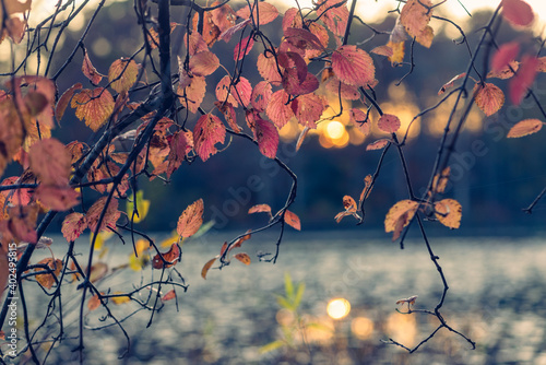 Close-up of autumn leaves in late afternoon sun beside a lake