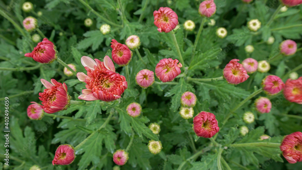 flowers flowers