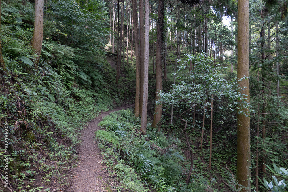 Obraz premium 日和田山の山中
