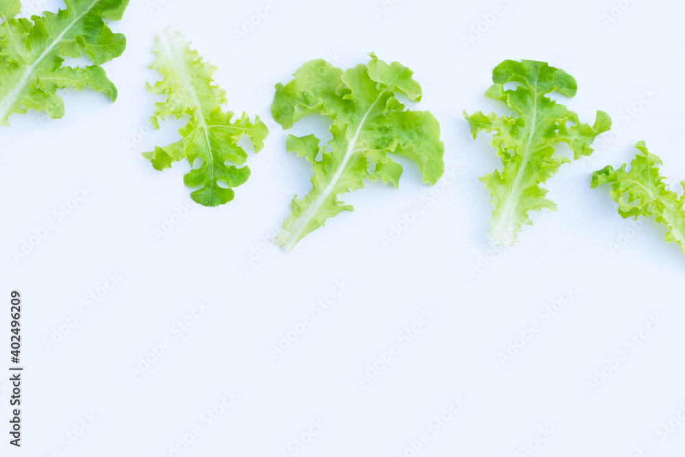Green oak lettuce leaves on white background. Top view Green oak lettuce leaves on white background. Top view