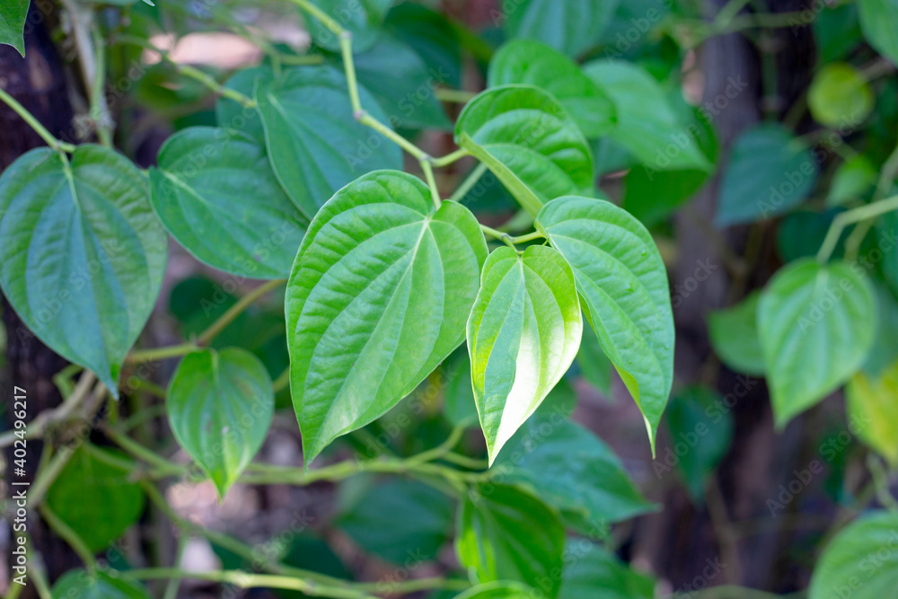 Fresh green leaves of betel plant growing in graden Fresh green leaves of betel plant growing in graden