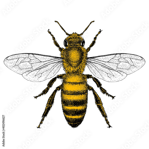 Fotografija Honey bee illustrated in a vintage style