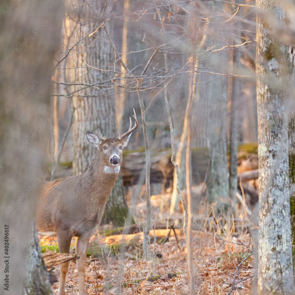 White-tailed Buck (Odocoileus virginianus) with a broken antler standing and looking alert in the forest during autumn. Selective focus, background blur and foreground blur.
White-tailed Buck (Odocoileus virginianus) with a broken antler standing and looking alert in the forest during autumn. Selective focus, background blur and foreground blur.