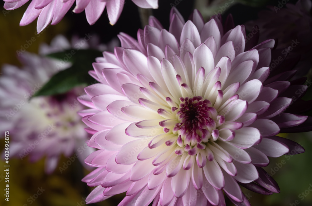 Fototapeta premium macro close up portrait of Chrysanthemums on black background