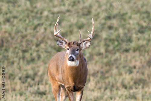 Trophy White-tailed Buck (Odocoileus virginianus) with a missing brow tine standing and looking alert in a field during autumn. Selective focus, background blur and foreground blur. © Aaron J Hill