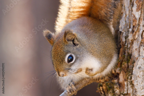 Close up portrait of American Red Squirrel (Tamiasciurus hudsonicus) sitting on a tree limb during autumn. Selective focus, background blur and foreground blur.
