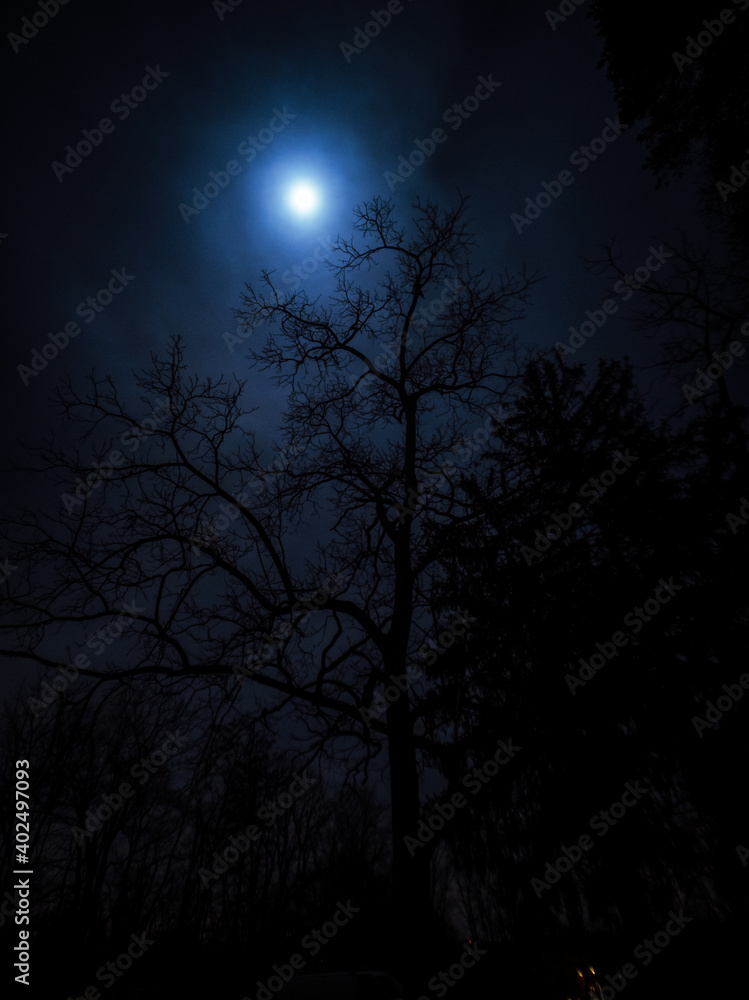 moon shining through a tree on a  cloudy night 