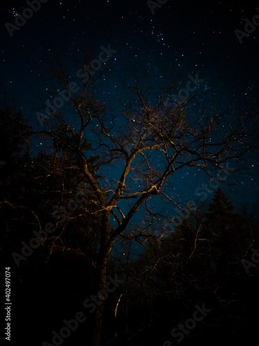 A baron tree with a beautiful backround © Tyler