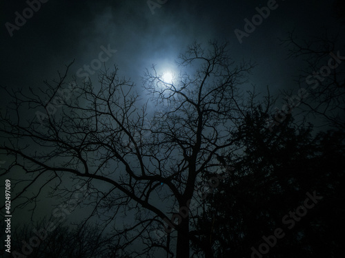 moon shining through a tree on a  cloudy night  © Tyler