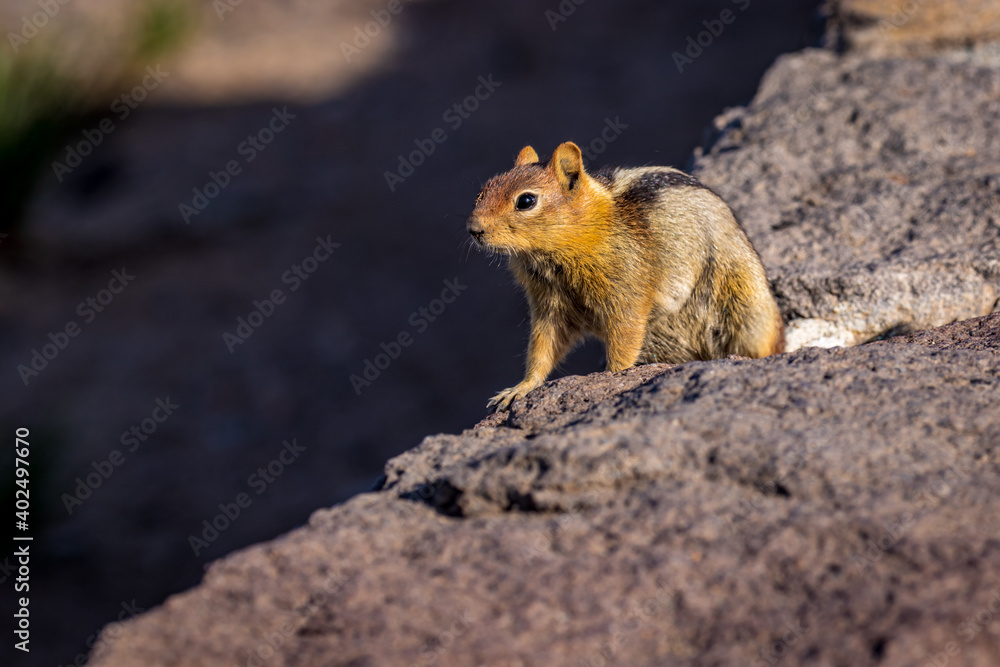 Golden Mantled ground squirrel at Crater Lake National Park Golden Mantled ground squirrel at Crater Lake National Park
