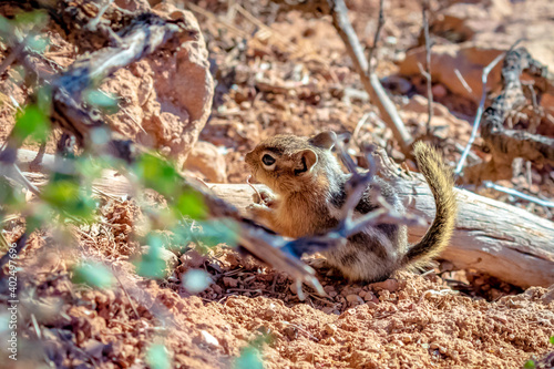 Fototapeta Naklejka Na Ścianę i Meble -  Golden-mantled Ground Squirrel