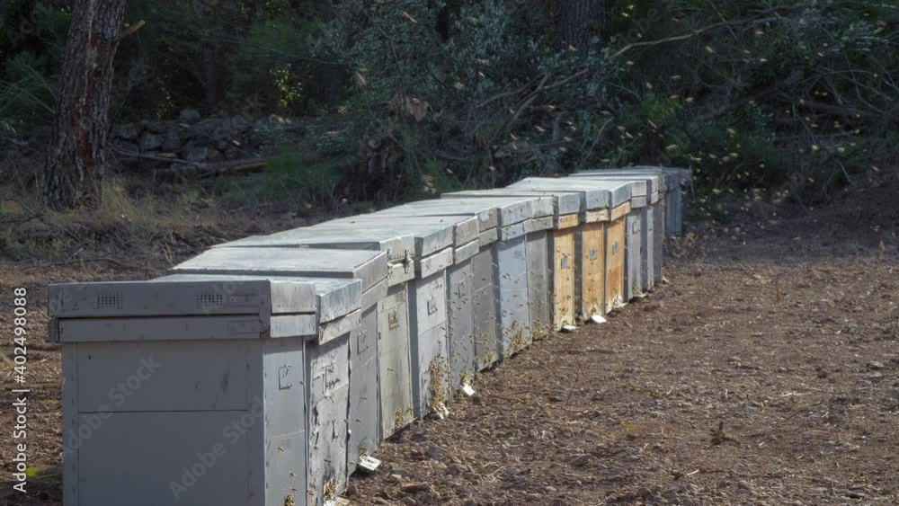 Homemade and artisanal Production of Honey in a Natural Green Environment. Thousands of Bees flying around Homemade and artisanal Production of Honey in a Natural Green Environment. Thousands of Bees flying around