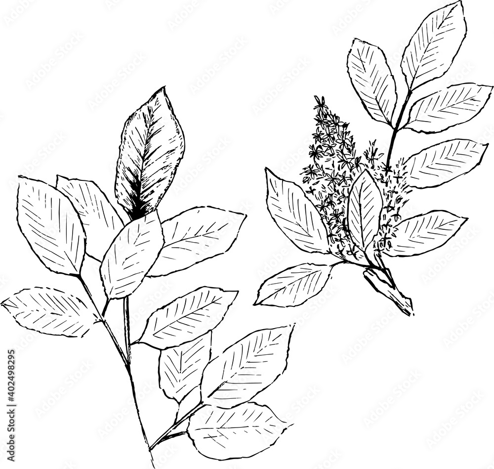 Ash ink illustration. Minimal plants drawing set. Monochrome nature artworks group. Minimal style. Vector design. 