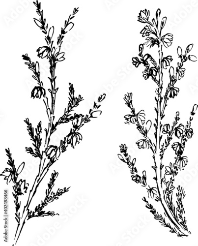 Heather ink illustration. Texture minimal flowers, leaves and branches set. Simple vector nature drawings set. 
