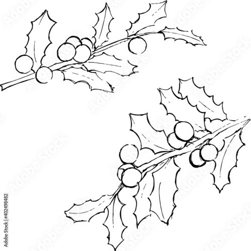 Holly ink illustration. Minimal simple leaves and berries drawings set. Texture monochrome style. Vector artworks set. 
