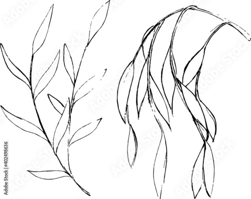 Willow ink sketches. Simple freehand leaves and branches drawings. Minimal nature artworks set. Vector monochrome elements. 