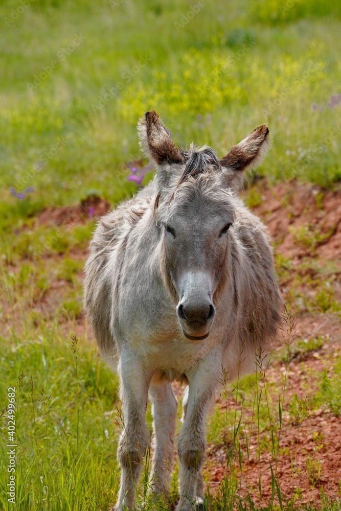 wild burro facing forward