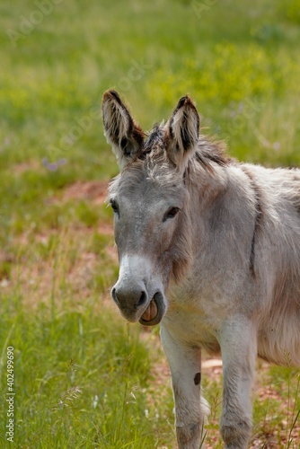 wild burro with mouth open © Susan Rydberg
