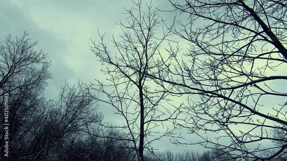 Dolly forward shot of leafless treetops on cloudy day. High angle Dolly forward shot of leafless treetops on cloudy day. High angle