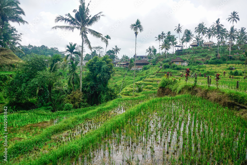 Beautiful rice terraces in Bali island