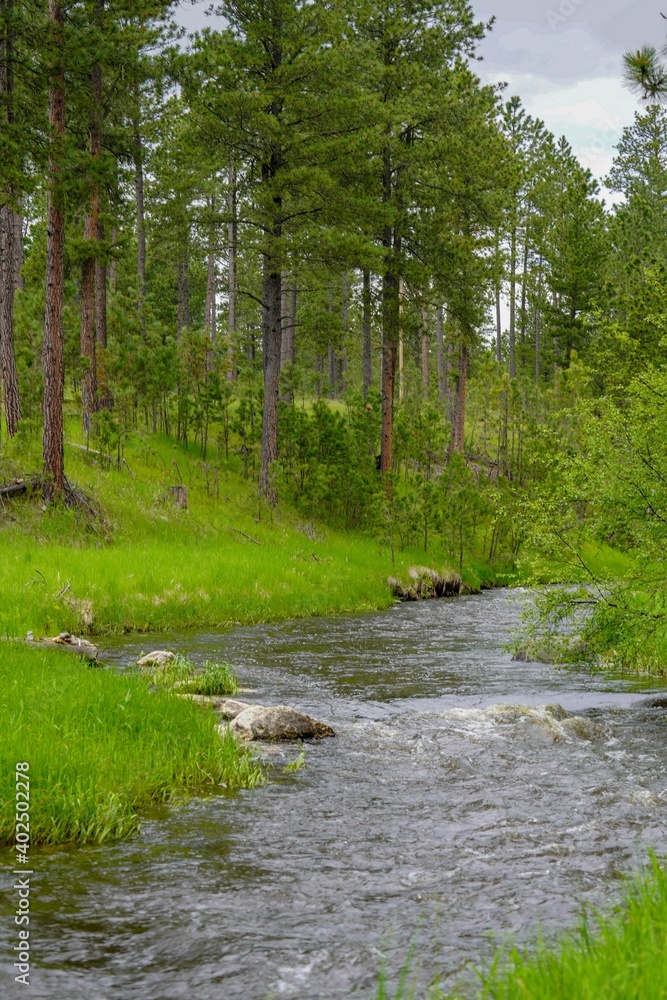 Small creek and green grass and trees in the Black Hills, South Dakota Small creek and green grass and trees in the Black Hills, South Dakota