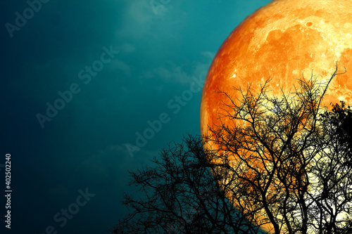 Super buck blood moon and silhouette tree in the night sky