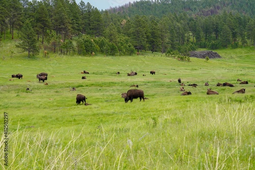 Bison in the Black Hills, South Dakota 3