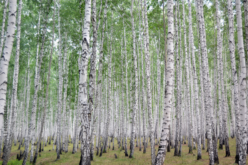 Fototapeta premium tree, forest, birch, for creating textures and background