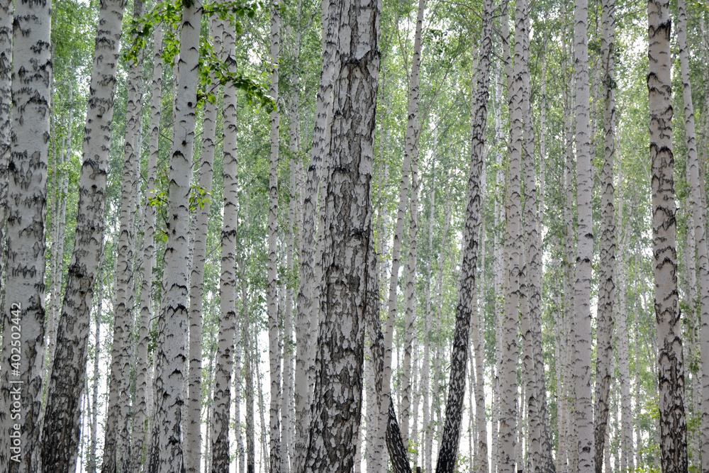 Fototapeta premium tree, forest, birch, for creating textures and background