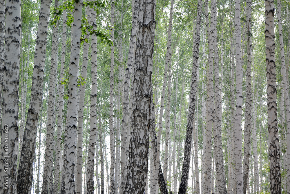 tree, forest, birch, for creating textures and background