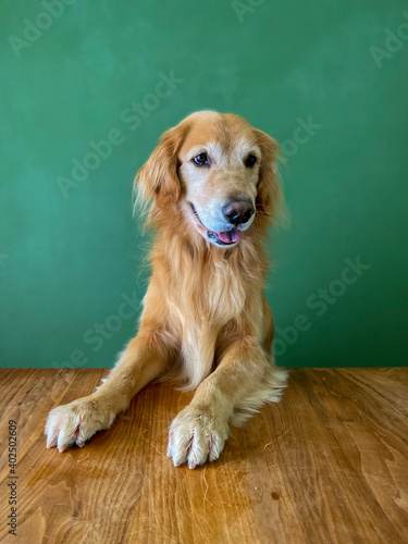 テーブルと犬（大型犬）