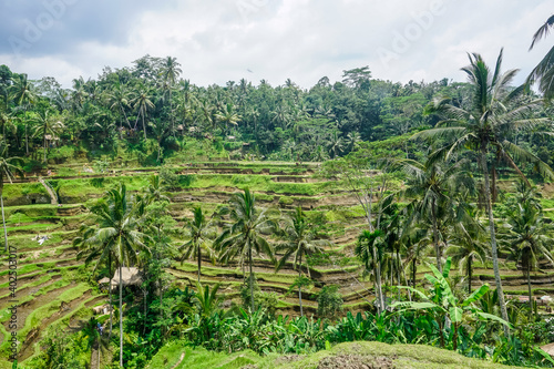 Beautiful rice terraces in Bali island