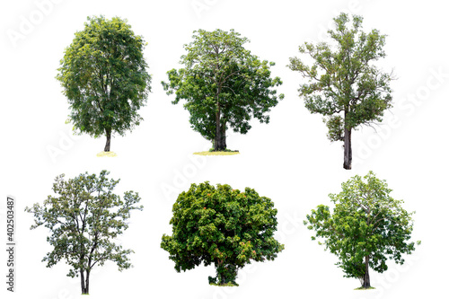 6 trees are the most important thing in the world  Oxygen Production  Temperature control  Balance with nature  Isolated on White Background