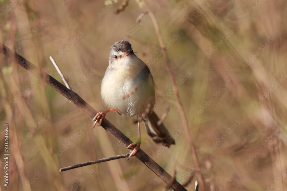 Fototapeta premium Close up small grey bird in the grass field