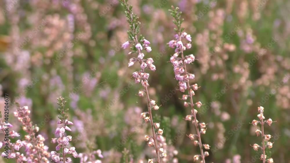 Wild european plant blowing in gentle wind on summers day. Wild european plant blowing in gentle wind on summers day.