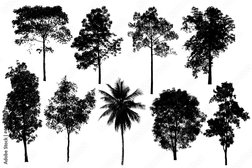 Fototapeta premium The tree shape is the most important thing in the world, Oxygen Production
