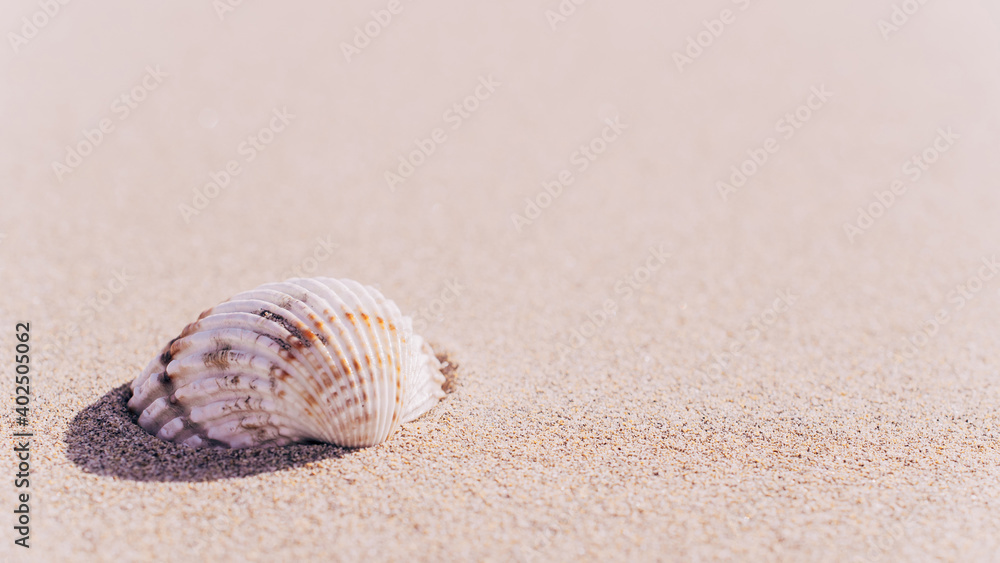 Hello summer with seashells, starfishes on sand ocean beach background. Exotic beach with copy space. Hello summer with seashells, starfishes on sand ocean beach background. Exotic beach with copy space.