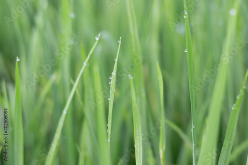 Water droplets on the light green rice leaves and blur green nature background