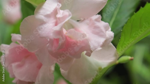  pink  flower blooming in the garden