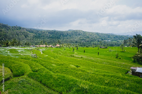Beautiful rice terraces in the mountains of Bali
