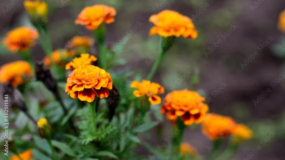 Autumn marigolds bloom and sway in the wind. Autumn marigolds bloom and sway in the wind.