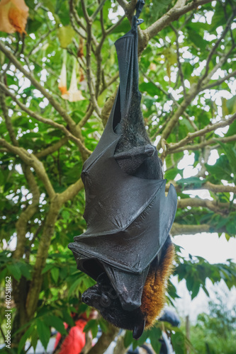 Flying fox hanging upside down on a tree branch