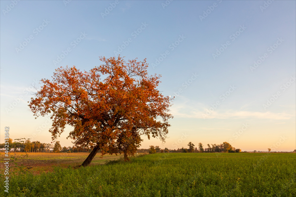 Albero con i rami pieni di foglie gialle in autunno sulla pianura in campagna coltivata.