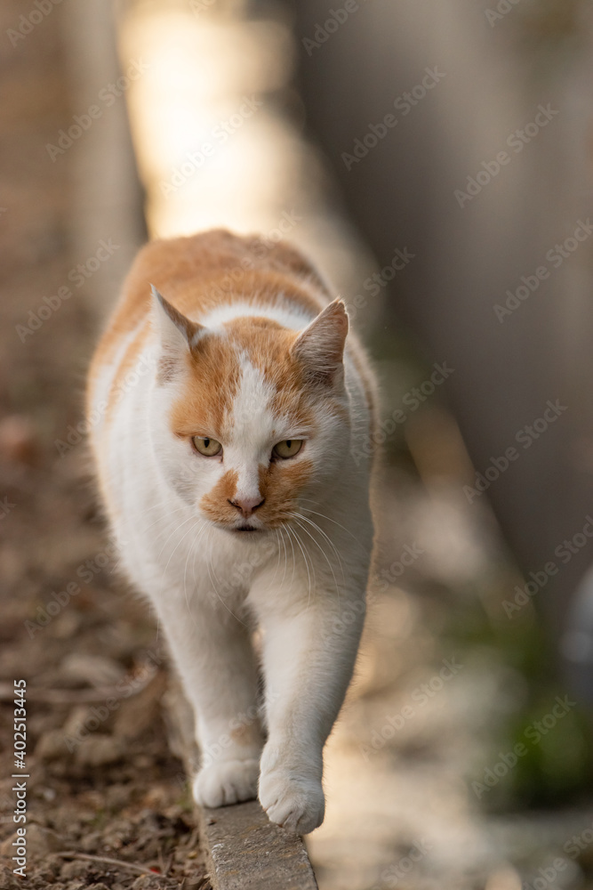 細い足場を器用に歩く猫　茶白猫