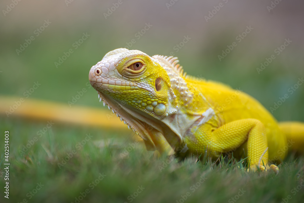 Fototapeta premium Yellow albino iguana on the grass