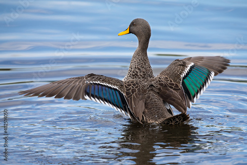 Lone Yellow billed duck swimming on surface of a pond
