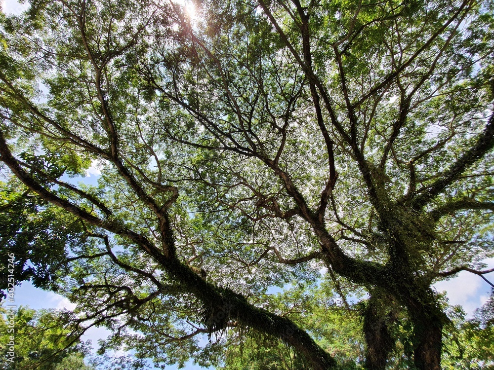 Fototapeta premium trees in the forest