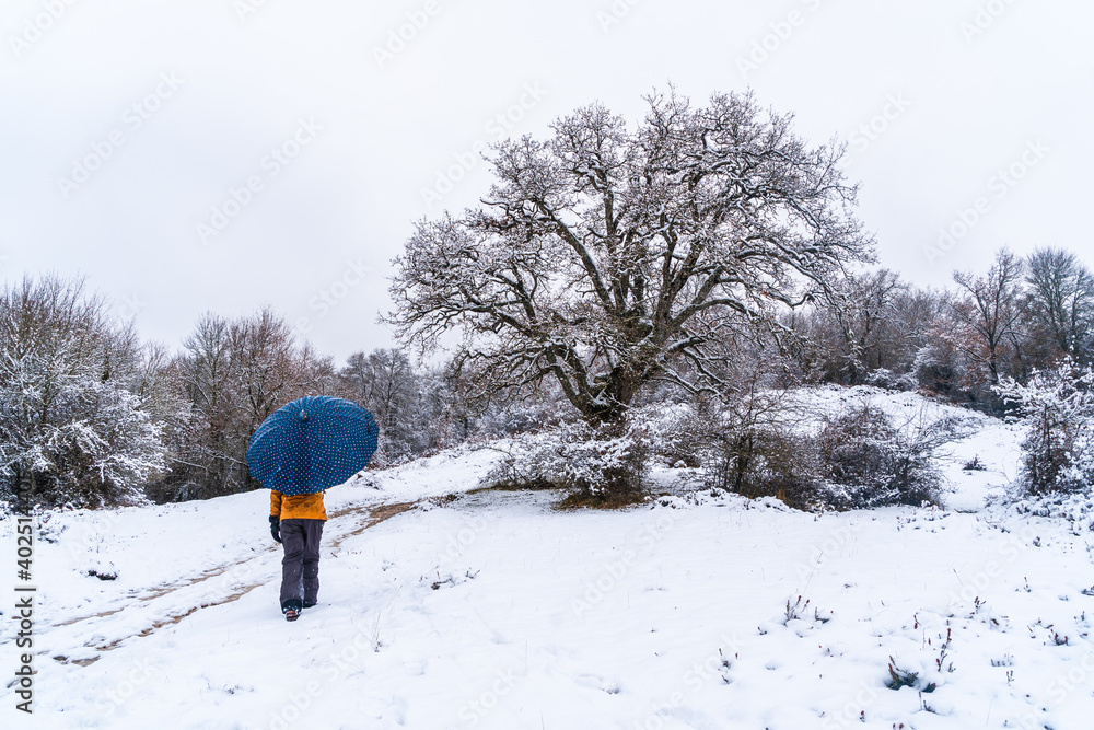 Young girl with a yellow jacket and an umbrella walking through the snow next to a tree. Snow in the town of Opakua near Vitoria in Araba, Basque Country. Spain