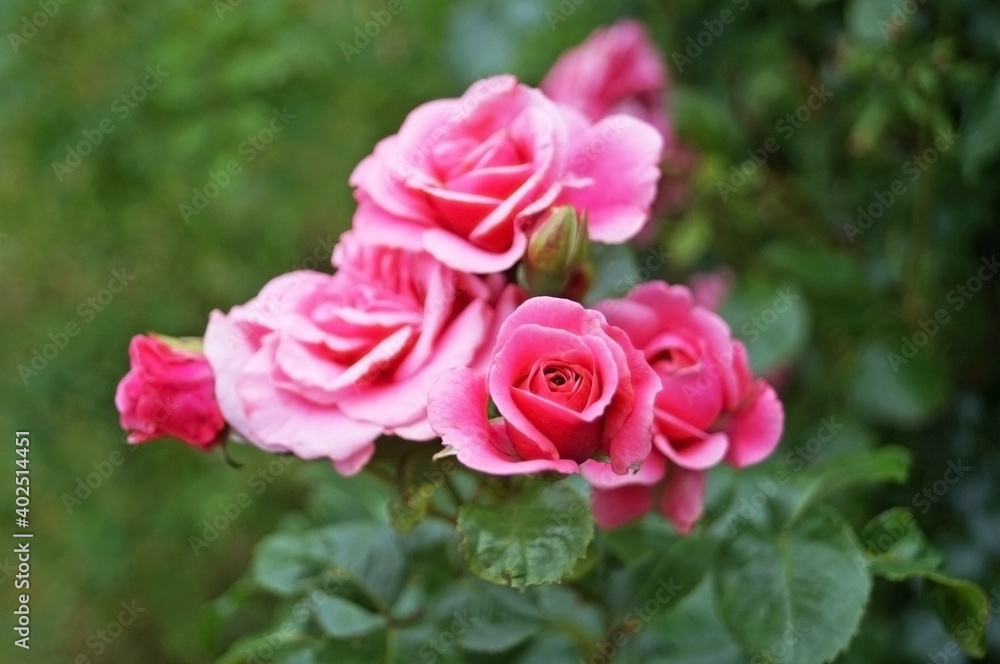 Flowers and rose buds with delicate pink, white and yellow on a branch with green leaves on a bush on a sunny day Flowers and rose buds with delicate pink, white and yellow on a branch with green leaves on a bush on a sunny day