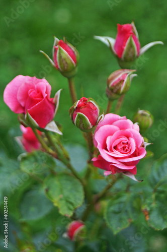 Flowers and rose buds with delicate pink, white and yellow on a branch with green leaves on a bush on a sunny day